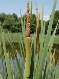 Image result for Rohrkolben