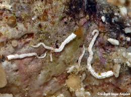 Attēlu rezultāti vaicājumam “Serpoleskea subtilis”