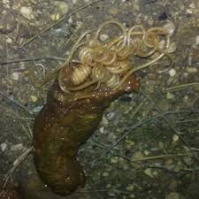 Image result for cestoda excrement dog