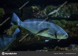 Image result for Umbrina cirrosa