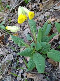 Attēlu rezultāti vaicājumam “Primulaceae”