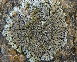 Attēlu rezultāti vaicājumam “Phaeophyscia orbicularis”