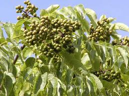 Attēlu rezultāti vaicājumam “Phellodendron amurense flower”