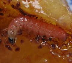 Attēlu rezultāti vaicājumam “Grapholita funebrana larva”