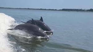 Image result for Adventure Dolphin