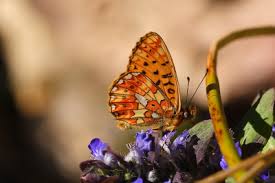 Attēlu rezultāti vaicājumam “Clossiana selene underside”