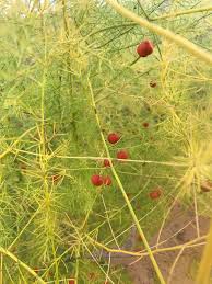 Attēlu rezultāti vaicājumam “Asparagus officinalis fruit”