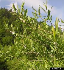 Attēlu rezultāti vaicājumam “Aphrophora salicina”