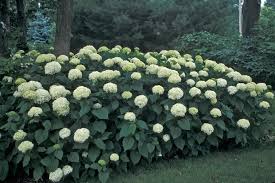 Attēlu rezultāti vaicājumam “Hydrangea arborescens”