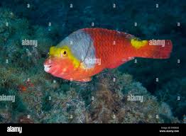 Image result for Sparisoma cretense