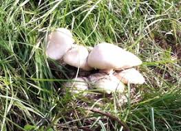 Image result for macrocybe titans