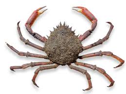 Image result for Maja brachydactyla