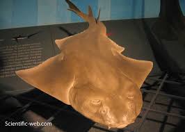 Image result for Squatina dumeril