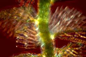 Attēlu rezultāti vaicājumam “Sphagnum centrale”