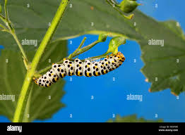 Attēlu rezultāti vaicājumam “Shargacucullia scrophulariae”