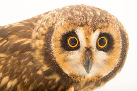 Attēlu rezultāti vaicājumam “Asio flammeus”