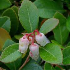 Attēlu rezultāti vaicājumam “Gaultheria cuneata”