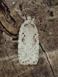 Attēlu rezultāti vaicājumam “Agonopterix ocellana”