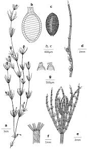 Attēlu rezultāti vaicājumam “Chara globularis”