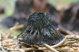 Attēlu rezultāti vaicājumam “Stemonitis axifera stalked”