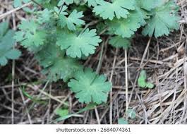 Attēlu rezultāti vaicājumam “Geranium molle leaf”