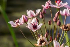 Attēlu rezultāti vaicājumam “Butomus umbellatus bud”