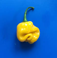 Afbeeldingsresultaat voor yellow fratali hot pepper