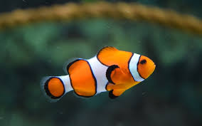 Image result for vissen