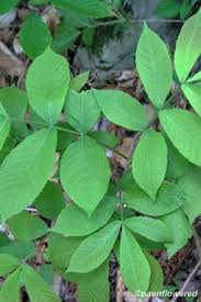 Attēlu rezultāti vaicājumam “Carya cordiformis”