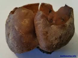 Attēlu rezultāti vaicājumam “Disciotis venosa”