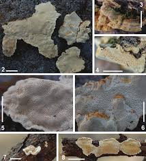 Attēlu rezultāti vaicājumam “Perenniporia subacida”
