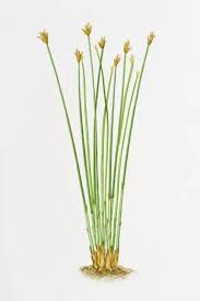 Attēlu rezultāti vaicājumam “Trichophorum cespitosum”