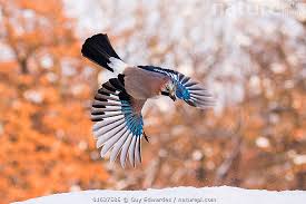 Attēlu rezultāti vaicājumam “Garrulus glandarius”