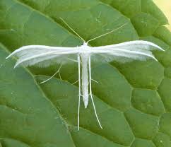 Attēlu rezultāti vaicājumam “Pterophorus pentadactyla”