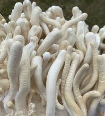 Attēlu rezultāti vaicājumam “Cordyceps polyarthra”