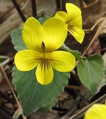 Attēlu rezultāti vaicājumam “Viola collina flower”
