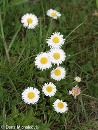 Attēlu rezultāti vaicājumam “Bellis perennis bud”
