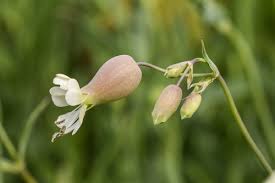 Attēlu rezultāti vaicājumam “Silene vulgaris bud”