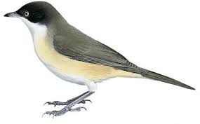 Image result for Sylvia hortensis