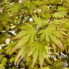 Image result for Acer palmatum `Orange Dream`