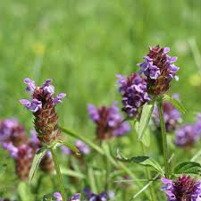 Attēlu rezultāti vaicājumam “Prunella vulgaris”