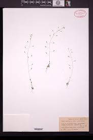 Attēlu rezultāti vaicājumam “Draba nemorosa fruit”