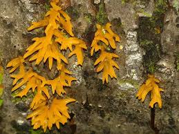 Attēlu rezultāti vaicājumam “Calocera cornea”