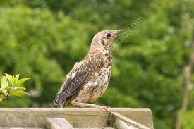 Attēlu rezultāti vaicājumam “Turdus viscivorus juvenile”