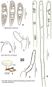 Attēlu rezultāti vaicājumam “Hymenoscyphus sp.”