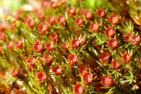 Attēlu rezultāti vaicājumam “Polytrichum piliferum”