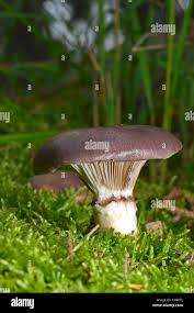 Attēlu rezultāti vaicājumam “Gomphidius glutinosus”