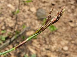 Attēlu rezultāti vaicājumam “Carex ornithopoda”