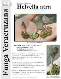 Attēlu rezultāti vaicājumam “Helvella atra”