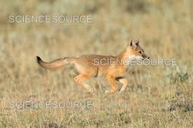 Attēlu rezultāti vaicājumam “Vulpes vulpes  juvenile”